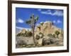 Granite Rock Formation and Joshua Tree, Joshua Tree National Park, California, Usa-Jamie & Judy Wild-Framed Photographic Print