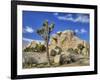 Granite Rock Formation and Joshua Tree, Joshua Tree National Park, California, Usa-Jamie & Judy Wild-Framed Photographic Print