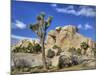 Granite Rock Formation and Joshua Tree, Joshua Tree National Park, California, Usa-Jamie & Judy Wild-Mounted Photographic Print