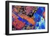 Granite, Thin Section, Polarised LM-PASIEKA-Framed Photographic Print