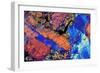 Granite, Thin Section, Polarised LM-PASIEKA-Framed Photographic Print