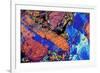 Granite, Thin Section, Polarised LM-PASIEKA-Framed Photographic Print