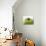 Granny Smith Apple-Dieter Heinemann-Photographic Print displayed on a wall