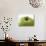 Granny Smith Apple-Dieter Heinemann-Photographic Print displayed on a wall