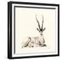 Grant's Gazelle, 2012,-Francesca Sanders-Framed Giclee Print