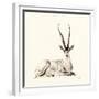 Grant's Gazelle, 2012,-Francesca Sanders-Framed Giclee Print