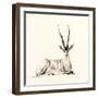 Grant's Gazelle, 2012,-Francesca Sanders-Framed Giclee Print