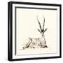 Grant's Gazelle, 2012,-Francesca Sanders-Framed Giclee Print