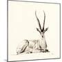 Grant's Gazelle, 2012,-Francesca Sanders-Mounted Giclee Print