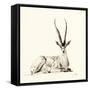 Grant's Gazelle, 2012,-Francesca Sanders-Framed Stretched Canvas