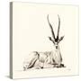 Grant's Gazelle, 2012,-Francesca Sanders-Stretched Canvas