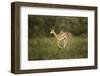 Grant's Gazelle Baby-Joe McDonald-Framed Photographic Print