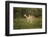 Grant's Gazelle Baby-Joe McDonald-Framed Photographic Print