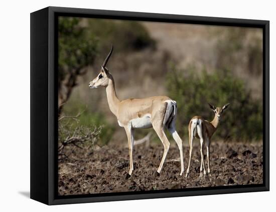 Grant's Gazelle (Gazella Granti) Female and Calf, Samburu National Reserve, Kenya, East Africa-James Hager-Framed Stretched Canvas