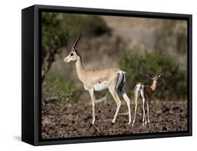 Grant's Gazelle (Gazella Granti) Female and Calf, Samburu National Reserve, Kenya, East Africa-James Hager-Framed Stretched Canvas