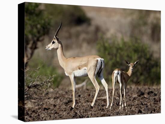 Grant's Gazelle (Gazella Granti) Female and Calf, Samburu National Reserve, Kenya, East Africa-James Hager-Stretched Canvas