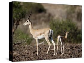 Grant's Gazelle (Gazella Granti) Female and Calf, Samburu National Reserve, Kenya, East Africa-James Hager-Stretched Canvas