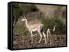 Grant's Gazelle (Gazella Granti) Female and Calf, Samburu National Reserve, Kenya, East Africa-James Hager-Framed Stretched Canvas