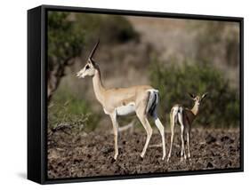 Grant's Gazelle (Gazella Granti) Female and Calf, Samburu National Reserve, Kenya, East Africa-James Hager-Framed Stretched Canvas