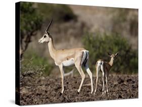 Grant's Gazelle (Gazella Granti) Female and Calf, Samburu National Reserve, Kenya, East Africa-James Hager-Stretched Canvas