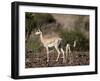 Grant's Gazelle (Gazella Granti) Female and Calf, Samburu National Reserve, Kenya, East Africa-James Hager-Framed Photographic Print