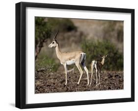 Grant's Gazelle (Gazella Granti) Female and Calf, Samburu National Reserve, Kenya, East Africa-James Hager-Framed Photographic Print