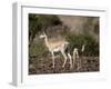 Grant's Gazelle (Gazella Granti) Female and Calf, Samburu National Reserve, Kenya, East Africa-James Hager-Framed Photographic Print