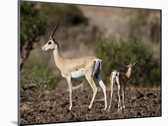 Grant's Gazelle (Gazella Granti) Female and Calf, Samburu National Reserve, Kenya, East Africa-James Hager-Mounted Photographic Print