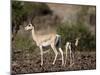 Grant's Gazelle (Gazella Granti) Female and Calf, Samburu National Reserve, Kenya, East Africa-James Hager-Mounted Photographic Print