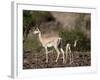 Grant's Gazelle (Gazella Granti) Female and Calf, Samburu National Reserve, Kenya, East Africa-James Hager-Framed Photographic Print