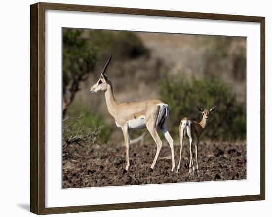 Grant's Gazelle (Gazella Granti) Female and Calf, Samburu National Reserve, Kenya, East Africa-James Hager-Framed Photographic Print