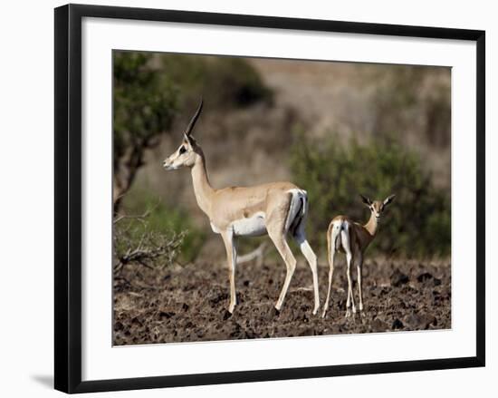 Grant's Gazelle (Gazella Granti) Female and Calf, Samburu National Reserve, Kenya, East Africa-James Hager-Framed Photographic Print