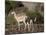 Grant's Gazelle (Gazella Granti) Female and Calf, Samburu National Reserve, Kenya, East Africa-James Hager-Mounted Photographic Print