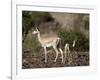 Grant's Gazelle (Gazella Granti) Female and Calf, Samburu National Reserve, Kenya, East Africa-James Hager-Framed Photographic Print