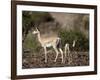 Grant's Gazelle (Gazella Granti) Female and Calf, Samburu National Reserve, Kenya, East Africa-James Hager-Framed Photographic Print