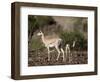 Grant's Gazelle (Gazella Granti) Female and Calf, Samburu National Reserve, Kenya, East Africa-James Hager-Framed Photographic Print