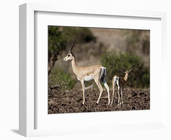 Grant's Gazelle (Gazella Granti) Female and Calf, Samburu National Reserve, Kenya, East Africa-James Hager-Framed Photographic Print