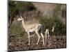 Grant's Gazelle (Gazella Granti) Female and Calf, Samburu National Reserve, Kenya, East Africa-James Hager-Mounted Photographic Print