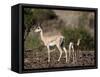 Grant's Gazelle (Gazella Granti) Female and Calf, Samburu National Reserve, Kenya, East Africa-James Hager-Framed Stretched Canvas