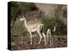 Grant's Gazelle (Gazella Granti) Female and Calf, Samburu National Reserve, Kenya, East Africa-James Hager-Stretched Canvas