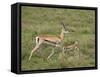 Grant's Gazelle (Gazella Granti) Mother and Baby, Serengeti National Park, Tanzania-James Hager-Framed Stretched Canvas