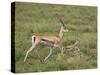 Grant's Gazelle (Gazella Granti) Mother and Baby, Serengeti National Park, Tanzania-James Hager-Stretched Canvas