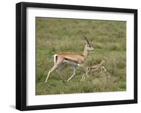 Grant's Gazelle (Gazella Granti) Mother and Baby, Serengeti National Park, Tanzania-James Hager-Framed Photographic Print