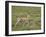 Grant's Gazelle (Gazella Granti) Mother and Baby, Serengeti National Park, Tanzania-James Hager-Framed Photographic Print