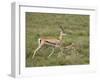 Grant's Gazelle (Gazella Granti) Mother and Baby, Serengeti National Park, Tanzania-James Hager-Framed Photographic Print