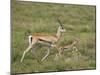 Grant's Gazelle (Gazella Granti) Mother and Baby, Serengeti National Park, Tanzania-James Hager-Mounted Photographic Print