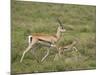 Grant's Gazelle (Gazella Granti) Mother and Baby, Serengeti National Park, Tanzania-James Hager-Mounted Photographic Print