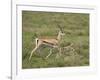 Grant's Gazelle (Gazella Granti) Mother and Baby, Serengeti National Park, Tanzania-James Hager-Framed Photographic Print