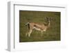 Grant's Gazelle Heart-Shaped Horns-Joe McDonald-Framed Photographic Print