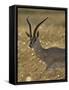 Grant's Gazelle, Masai Mara National Reserve, Kenya, East Africa, Africa-James Hager-Framed Stretched Canvas